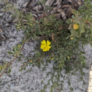 Hibbertia obtusifolia at Paddys River, ACT - 5 Sep 2023 03:01 PM