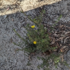 Hibbertia obtusifolia at Paddys River, ACT - 5 Sep 2023 03:01 PM