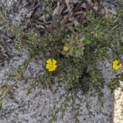 Hibbertia obtusifolia at Paddys River, ACT - 5 Sep 2023 03:01 PM