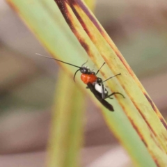 Braconidae (family) (Unidentified braconid wasp) at Caladenia Forest, O'Connor - 31 Aug 2023 by ConBoekel