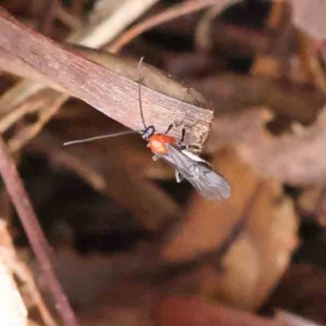 Braconidae (family) at Acton, ACT - 31 Aug 2023 12:27 PM