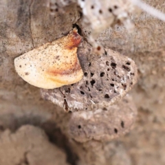 Truncospora ochroleuca at Acton, ACT - 31 Aug 2023 by ConBoekel