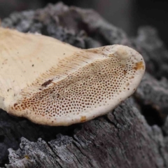 Truncospora ochroleuca at Caladenia Forest, O'Connor - 31 Aug 2023