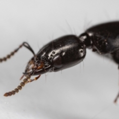 Staphylinidae (family) (Rove beetle) at Jerrabomberra, NSW - 8 Sep 2023 by MarkT