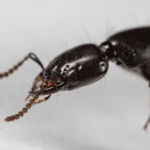 Staphylinidae (family) at Jerrabomberra, NSW - suppressed