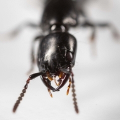 Staphylinidae (family) at Jerrabomberra, NSW - suppressed