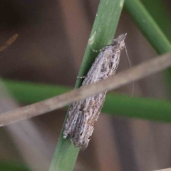 Strepsicrates sphenophora (A Totricid moth) at Caladenia Forest, O'Connor - 31 Aug 2023 by ConBoekel