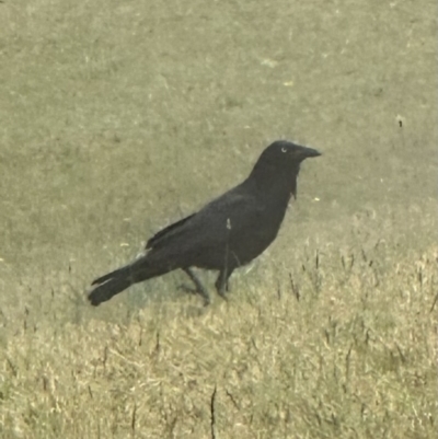 Corvus coronoides (Australian Raven) at Kangaroo Valley, NSW - 11 Sep 2023 by lbradleyKV
