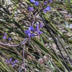 Comesperma volubile at Paddys River, ACT - 5 Sep 2023