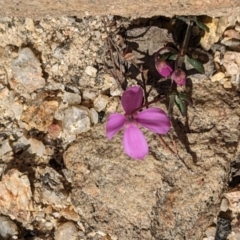 Tetratheca bauerifolia (Heath Pink-bells) at Tidbinbilla Nature Reserve - 5 Sep 2023 by stofbrew