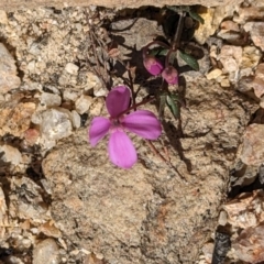 Tetratheca bauerifolia at Paddys River, ACT - 5 Sep 2023 02:47 PM