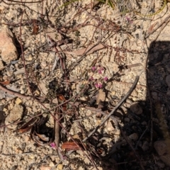 Tetratheca bauerifolia at Paddys River, ACT - 5 Sep 2023