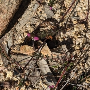 Tetratheca bauerifolia at Paddys River, ACT - 5 Sep 2023 02:47 PM