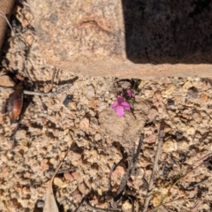 Tetratheca bauerifolia at Paddys River, ACT - 5 Sep 2023