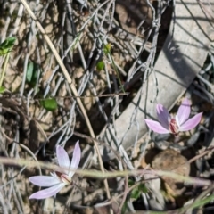 Caladenia fuscata (Dusky Fingers) at Canberra Central, ACT - 6 Sep 2023 by stofbrew