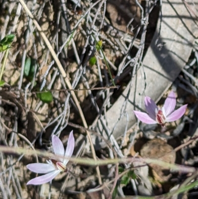 Caladenia fuscata (Dusky Fingers) at Canberra Central, ACT - 6 Sep 2023 by stofbrew