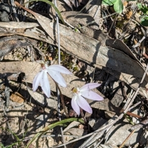 Caladenia fuscata at Canberra Central, ACT - suppressed