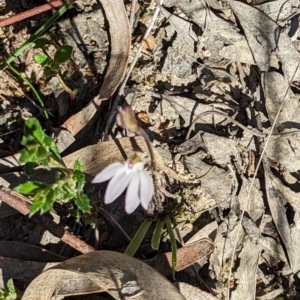 Caladenia fuscata at Canberra Central, ACT - suppressed