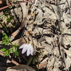 Caladenia fuscata at Canberra Central, ACT - suppressed