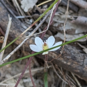 Caladenia fuscata at Canberra Central, ACT - suppressed