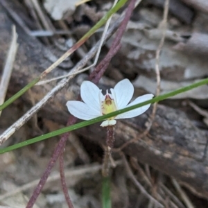 Caladenia fuscata at Canberra Central, ACT - suppressed