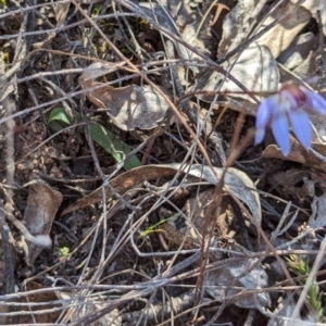 Cyanicula caerulea at Canberra Central, ACT - suppressed