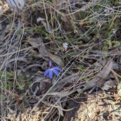 Cyanicula caerulea at Canberra Central, ACT - suppressed