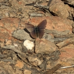 Erina sp. (genus) (A dusky blue butterfly) at Canberra Central, ACT - 6 Sep 2023 by stofbrew