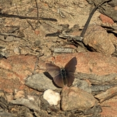 Erina (genus) at Canberra Central, ACT - 6 Sep 2023