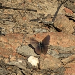 Erina (genus) at Canberra Central, ACT - 6 Sep 2023