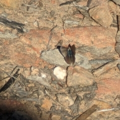 Erina (genus) at Canberra Central, ACT - 6 Sep 2023