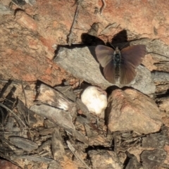 Erina (genus) at Canberra Central, ACT - 6 Sep 2023