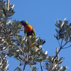 Trichoglossus moluccanus (Rainbow Lorikeet) at The Gap, NSW - 12 Sep 2023 by AliClaw