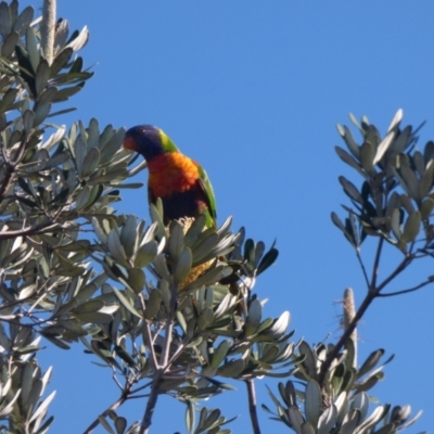Trichoglossus moluccanus (Rainbow Lorikeet) at The Gap, NSW - 12 Sep 2023 by AliClaw