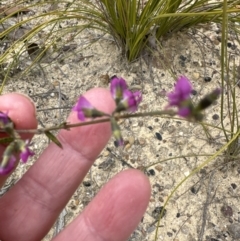 Mirbelia rubiifolia (Heathy Mirbelia) at Moollattoo, NSW - 11 Sep 2023 by lbradleyKV