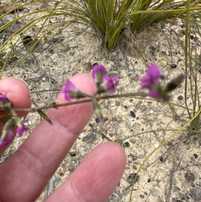 Mirbelia rubiifolia (Heathy Mirbelia) at Moollattoo, NSW - 12 Sep 2023 by lbradley