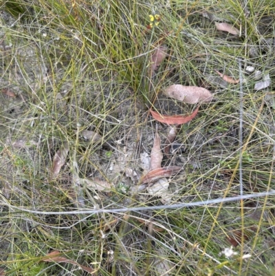 Sphaerolobium minus (Globe-pea) at Moollattoo, NSW - 12 Sep 2023 by lbradley
