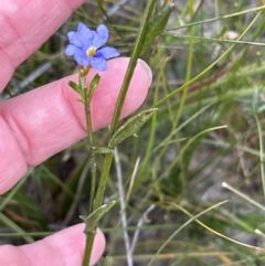 Dampiera stricta (Blue Dampiera) at Moollattoo, NSW - 12 Sep 2023 by lbradley