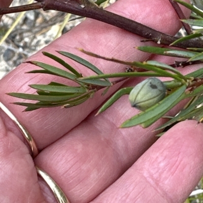 Gompholobium grandiflorum (Large Wedge-pea) at Moollattoo, NSW - 12 Sep 2023 by lbradleyKV