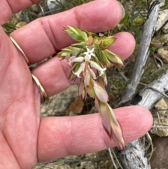 Brachyloma daphnoides (Daphne Heath) at Moollattoo, NSW - 12 Sep 2023 by lbradleyKV