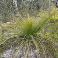 Xanthorrhoea australis (Austral Grass Tree, Kangaroo Tails) at Moollattoo, NSW - 12 Sep 2023 by lbradley