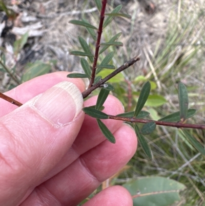 Pimelea linifolia (Slender Rice Flower) at Moollattoo, NSW - 12 Sep 2023 by lbradley