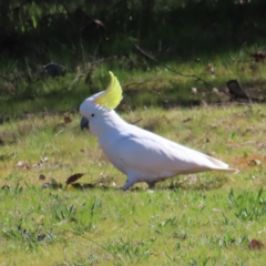 Cacatua galerita (Sulphur-crested Cockatoo) at Belconnen, ACT - 9 Sep 2023 by MatthewFrawley