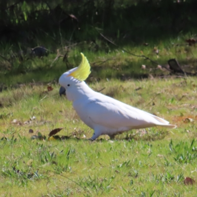 Cacatua galerita (Sulphur-crested Cockatoo) at Aranda Bushland - 9 Sep 2023 by MatthewFrawley