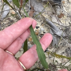 Conospermum longifolium subsp. mediale at Moollattoo, NSW - 12 Sep 2023 by lbradley