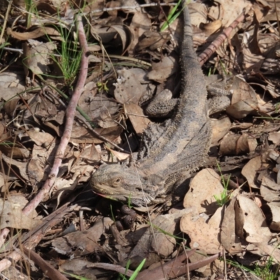 Pogona barbata (Eastern Bearded Dragon) at Aranda Bushland - 9 Sep 2023 by MatthewFrawley