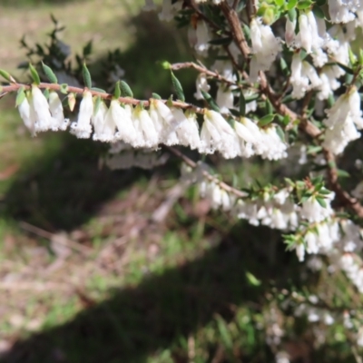 Leucopogon fletcheri subsp. brevisepalus (Twin Flower Beard-Heath) at Belconnen, ACT - 9 Sep 2023 by MatthewFrawley