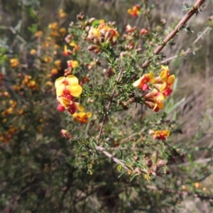 Dillwynia phylicoides at Belconnen, ACT - 9 Sep 2023 10:31 AM