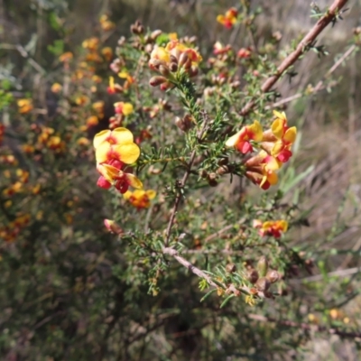 Dillwynia phylicoides (A Parrot-pea) at Aranda Bushland - 9 Sep 2023 by MatthewFrawley