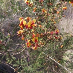 Dillwynia phylicoides at Belconnen, ACT - 9 Sep 2023